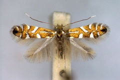 Phyllonorycter strigulatella