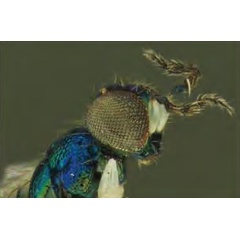 /filer/webapps/moths_gc/media/images/I/issikii_Phyllonorycter_Achrysocharoides_carinatus2_Kosheleva_et_al._2022_17.jpg
