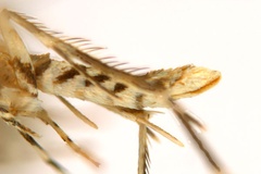 Diphtheroptila breynella