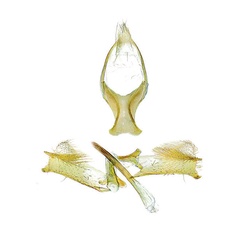 /filer/webapps/moths_gc/media/images/O/ostensackenella_Chrysaster_GM_Schacht-etal_2026_86.jpg