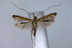 Acrocercops zopherandra
