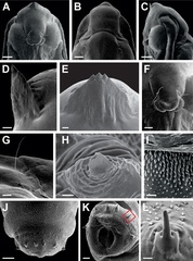 /filer/webapps/moths_gc/media/images/A/ambrosiavora_Atacamaptilia_pupa_Espinoza-Donoso-etal_2022_413.jpg