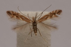 Phyllonorycter viminiella