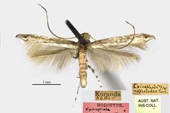 Epicephala nephelodes
