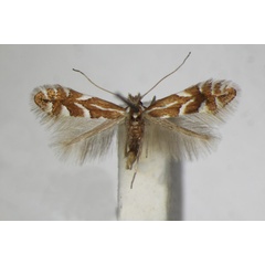 /filer/webapps/moths_gc/media/images/D/dubitella_Phyllonorycter_A_ZSM_3.jpg