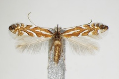 Phyllonorycter cerasinella