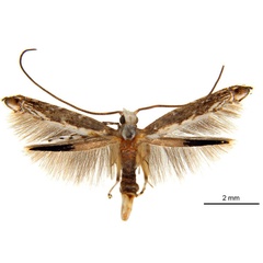 /filer/webapps/moths_gc/media/images/A/acrobaphes_Epicephala_AM_ANIC.jpg