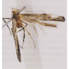 /filer/webapps/moths_gc/media/images/F/flueggella_Conopomorpha_A_Sohn_2022_294_IGZnaCz.jpg