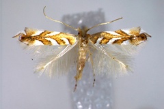 Phyllonorycter muelleriella
