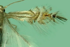 Phyllocnistis selene