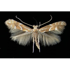 /filer/webapps/moths_gc/media/images/M/monspessulanella_Phyllonorycter_A_Loreley29041969_MHNG.jpg