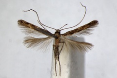 Acrocercops scriptulata