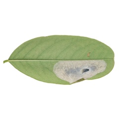 /filer/webapps/moths_gc/media/images/R/robiniella_Macrosaccus_mine_Schacht-etal_2026_82.jpg