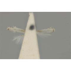 /filer/webapps/moths_gc/media/images/N/nymphidia_Phyllocnistis_HT_ANIC31-010802_ventral.jpg