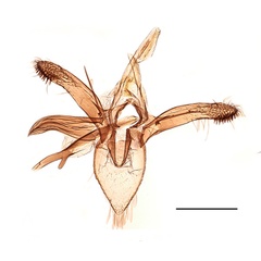 /filer/webapps/moths_gc/media/images/J/junoniella_Phyllonorycter_GM_Kirichenko-et-al_2019_25.jpg