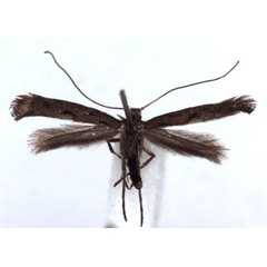 /filer/webapps/moths_gc/media/images/P/phasianipennella_Calybites_A_WJDP.jpg