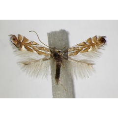 /filer/webapps/moths_gc/media/images/I/ilicifoliella_Phyllonorycter_A_ZSM_2.jpg