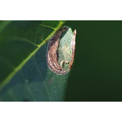 /filer/webapps/moths_gc/media/images/S/stenopterae_Phyllonorycter_larva_Lu-etal_2025_461.jpg