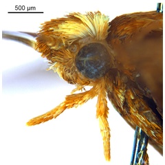 /filer/webapps/moths_gc/media/images/M/myopora_Kallia_HT_head2_De-Prins-etal_2025_294.jpg