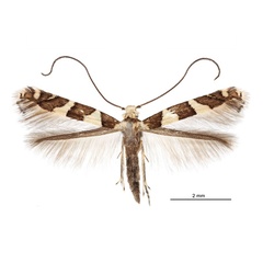 /filer/webapps/moths_gc/media/images/H/hibiscivora_Telamoptilia_HT_Davis-et-Davis_2017_2.jpg