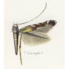 /filer/webapps/moths_gc/media/images/L/lithochrysa_Polysoma_Vari_1961_Pl11-6.jpg