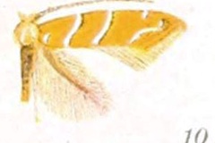 Cameraria ostryarella