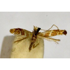 /filer/webapps/moths_gc/media/images/T/triarcha_Phyllonorycter_A_BMNH(E)-1055695.jpg