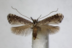 Parornix anglicella