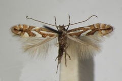 Phyllonorycter blancardella