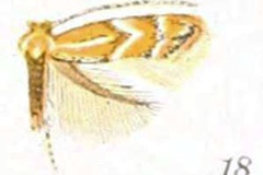 Phyllonorycter celtisella