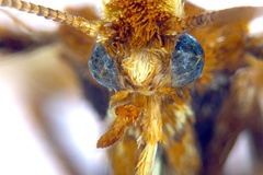 Kallia myopora