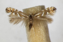 Phyllonorycter lantanella