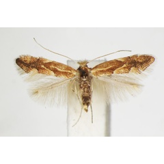 /filer/webapps/moths_gc/media/images/S/salictella_viminiella_Phyllonorycter_A_ZSM_4.jpg