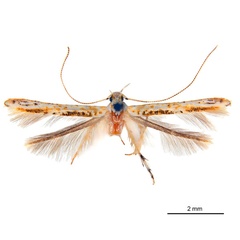 /filer/webapps/moths_gc/media/images/M/maculosa_Cuphodes_LT_ANIC.jpg