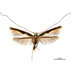 /filer/webapps/moths_gc/media/images/P/pandoxa_Cuphodes_NULT024966_ANIC.jpg