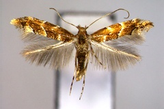 Phyllonorycter oreas