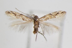 Phyllonorycter ulmi
