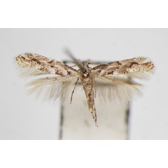 /filer/webapps/moths_gc/media/images/U/ulmi_Phyllonorycter_A_ZSM.jpg