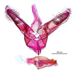 /filer/webapps/moths_gc/media/images/G/glochidia_Diphtheroptila_HT_GM_ANIC.jpg