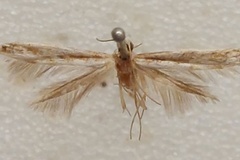 Epicephala albistriatella