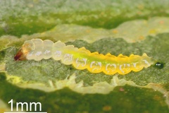 Phyllocnistis hemera