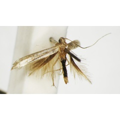 /filer/webapps/moths_gc/media/images/T/trichophysa_Parectopa_ST_1408755_BMNH.jpg
