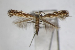 Liocrobyla lobata
