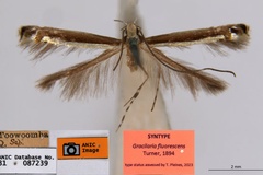 Acrocercops fluorescens
