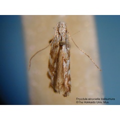 /filer/webapps/moths_gc/media/images/A/ainoniella_Dryadula_HT_EIHU.jpg