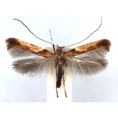 /filer/webapps/moths_gc/media/images/F/fribergensis_Caloptilia_A_WJDP.jpg