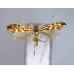 /filer/webapps/moths_gc/media/images/T/turugisana_Phyllonorycter_A_EIHU.jpg