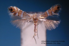 Phyllonorycter mongolicae