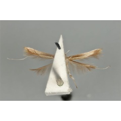 /filer/webapps/moths_gc/media/images/H/habrophanes_Cuphodes_LT_ANIC31-075714_ventral.jpg