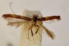 Caloptilia xylophanes